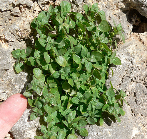 Parietaria hespera